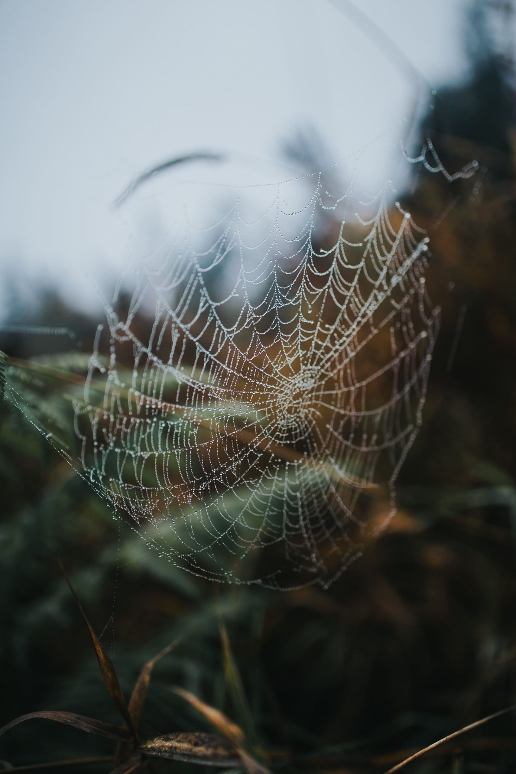 creation-site-web-vitrine-ecommerce-genhyal